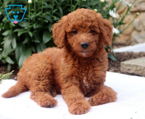 Glow Mini Goldendoodle