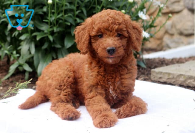 Glow Mini Goldendoodle image