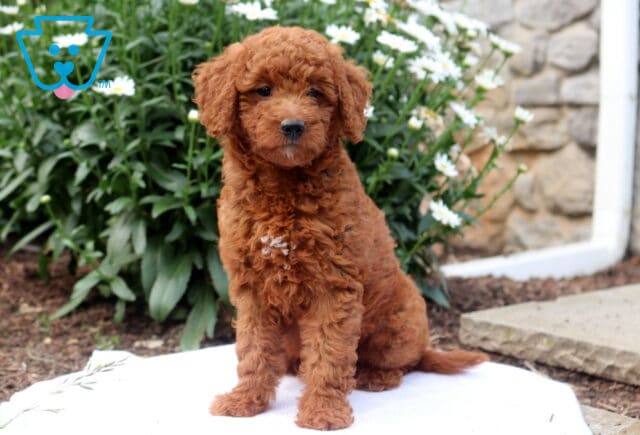 Glow Mini Goldendoodle2 image