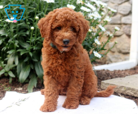 Gordie Mini Goldendoodle
