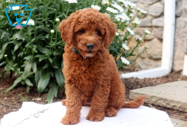 Gordie Mini Goldendoodle image