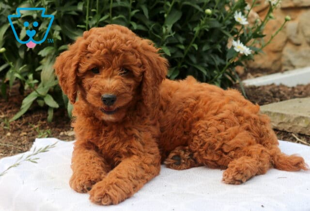 Gordie Mini Goldendoodle2 image