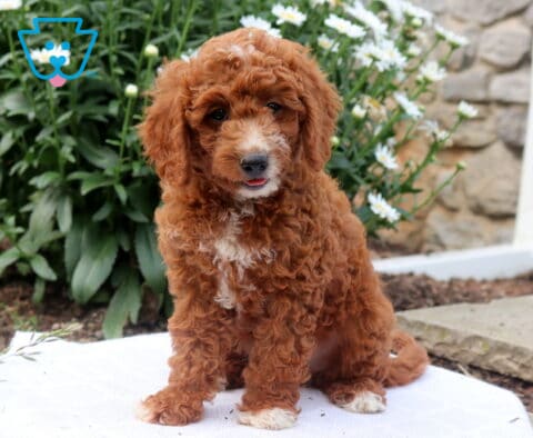 Gus Mini Goldendoodle