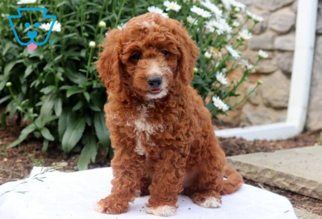 Gus Mini Goldendoodle image