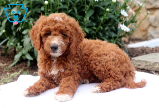Gus Mini Goldendoodle2 image