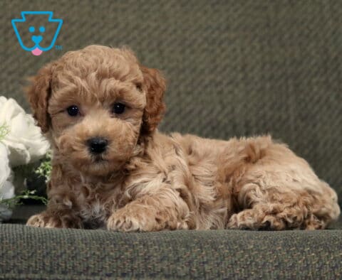 Sweet apricot Bichpoo puppy with a soft, curly coat lying on a gray couch beside white flowers, looking attentively at the camera with warm, expressive eyes.
