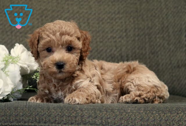 Sweet apricot Bichpoo puppy with a soft, curly coat lying on a gray couch beside white flowers, looking attentively at the camera with warm, expressive eyes. image
