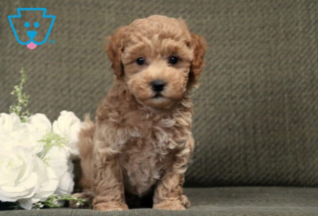 Fluffy apricot Bichpoo puppy sitting on a gray couch beside white roses, facing the camera with a sweet expression, dark button eyes, and a soft, curly teddy bear coat. image