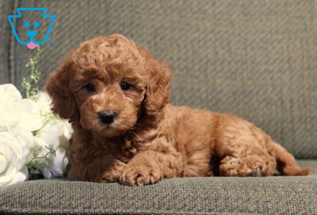 Precious apricot Bichpoo puppy relaxing on a gray couch beside elegant white roses, featuring a plush curly coat, soulful dark eyes, and a sweet, gentle expression. image
