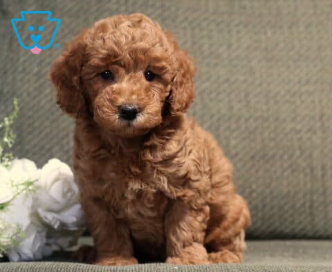 Fluffy apricot Bichpoo puppy sitting proudly on a gray couch beside a bouquet of white roses, with a soft curly coat, bright dark eyes, and an irresistibly sweet expression.