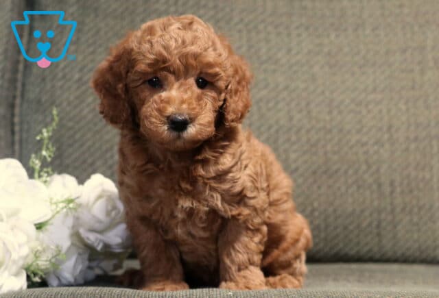 Fluffy apricot Bichpoo puppy sitting proudly on a gray couch beside a bouquet of white roses, with a soft curly coat, bright dark eyes, and an irresistibly sweet expression. image