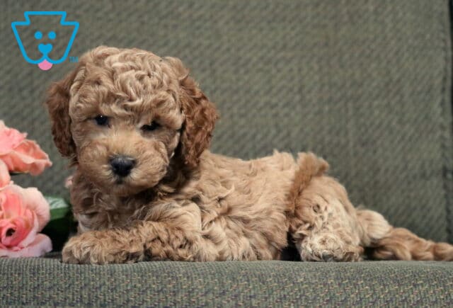 Apricot Bichpoo puppy with a soft, curly coat relaxing on a gray couch beside pink roses, resting its paws in front while looking calmly toward the camera. image