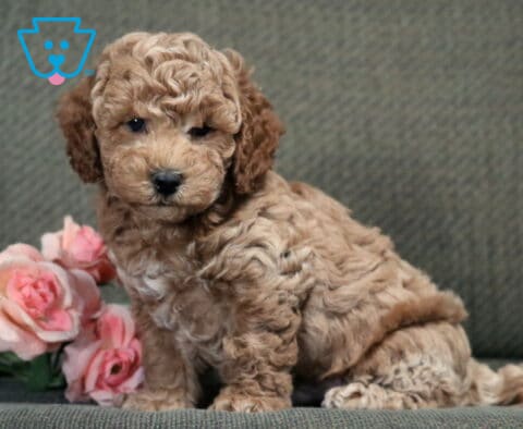 Adorable apricot Bichpoo puppy with a fluffy, curly coat sitting on a gray couch beside pink roses, looking sweetly at the camera with a calm, gentle expression.