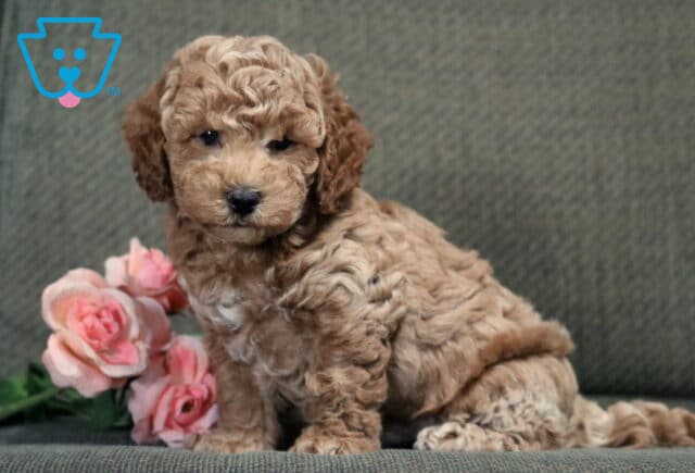 Adorable apricot Bichpoo puppy with a fluffy, curly coat sitting on a gray couch beside pink roses, looking sweetly at the camera with a calm, gentle expression. image