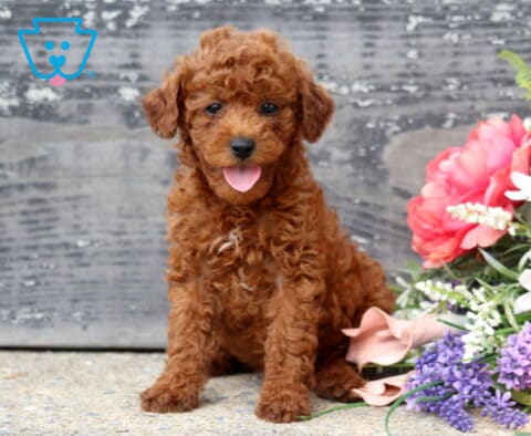Happy red Mini Poodle puppy with a soft curly coat sitting beside a vibrant arrangement of pink, white, and purple flowers, tongue out in a playful expression against a rustic wooden backdrop.
