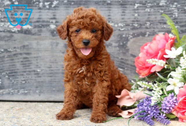 Happy red Mini Poodle puppy with a soft curly coat sitting beside a vibrant arrangement of pink, white, and purple flowers, tongue out in a playful expression against a rustic wooden backdrop. image