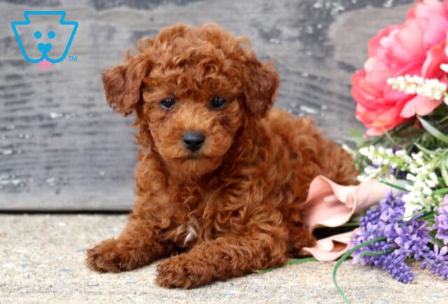 Cute red Mini Poodle puppy with a fluffy curly coat lying beside a colorful bouquet of flowers, looking sweetly toward the camera on a stone surface with a rustic wood background. image