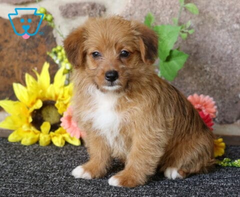 Heide Corgi Mix