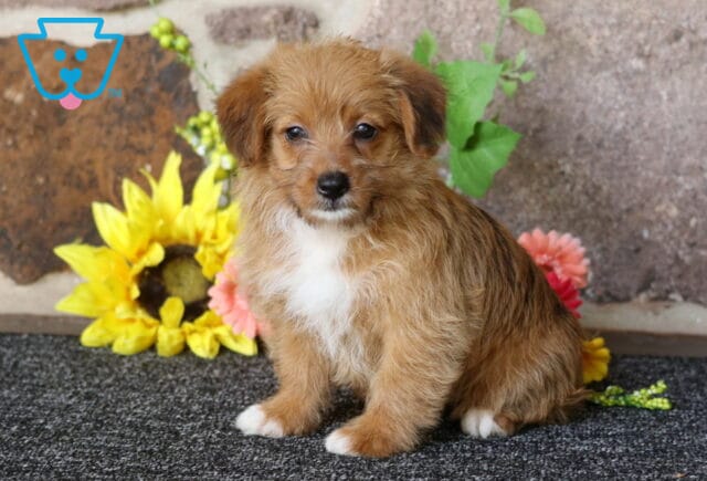 Heide Corgi Mix image
