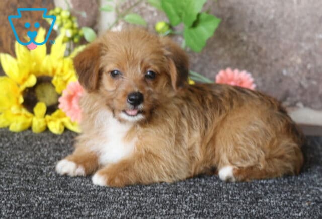 Heide Corgi Mix2 image