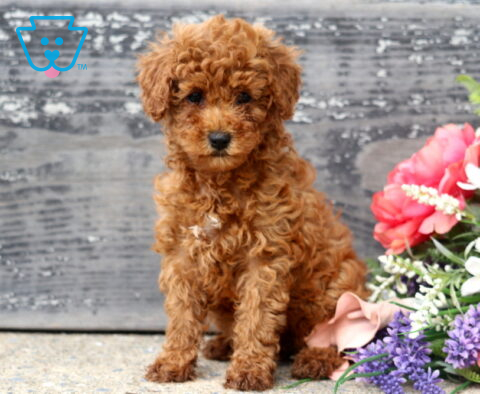 Adorable apricot Mini Poodle puppy sitting upright with a soft, curly coat beside a vibrant floral arrangement, posing against a weathered wooden backdrop with an alert and gentle expression.