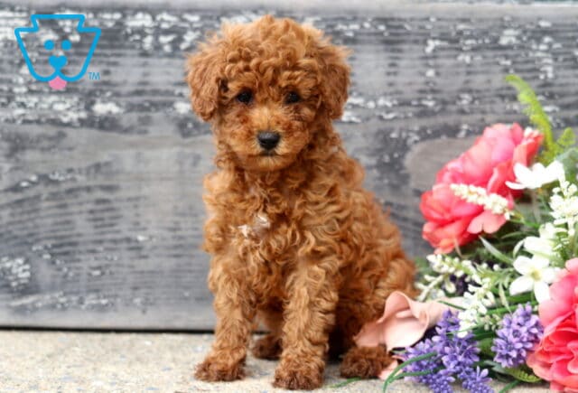 Adorable apricot Mini Poodle puppy sitting upright with a soft, curly coat beside a vibrant floral arrangement, posing against a weathered wooden backdrop with an alert and gentle expression. image