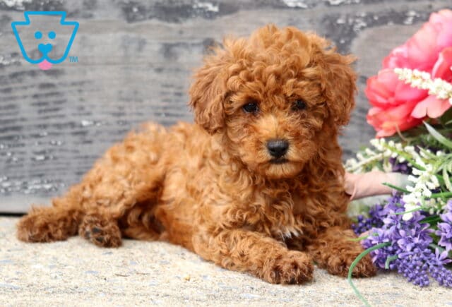 Sweet apricot Mini Poodle puppy relaxing on a stone surface with a fluffy curly coat, resting beside colorful flowers against a rustic wooden backdrop while gazing gently toward the camera. image
