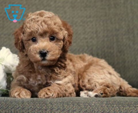 Fluffy apricot Bichpoo puppy lying comfortably on a gray couch beside white flowers, gazing directly at the camera with bright eyes and a soft, curly teddy bear coat.