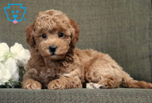 Fluffy apricot Bichpoo puppy lying comfortably on a gray couch beside white flowers, gazing directly at the camera with bright eyes and a soft, curly teddy bear coat. image