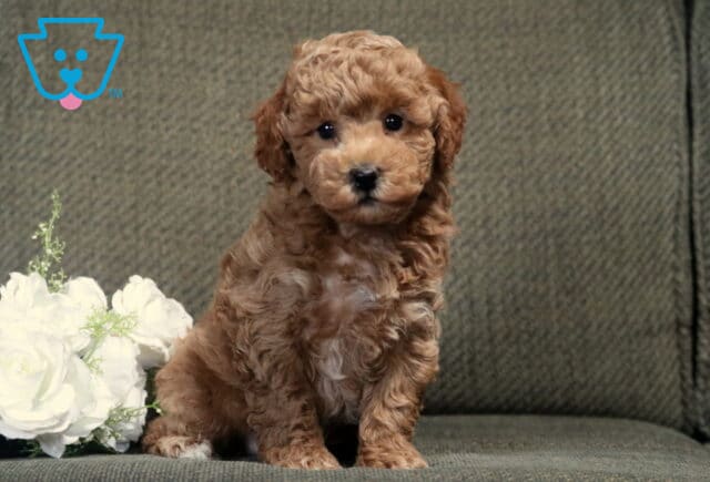 Curly apricot Bichpoo puppy sitting proudly on a gray couch beside white roses, looking directly at the camera with bright eyes and an irresistibly fluffy teddy bear appearance. image
