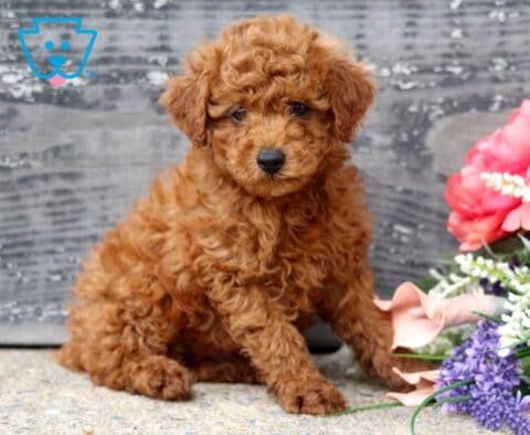 Charming red Mini Poodle puppy with a dense curly coat sitting beside a vibrant floral arrangement, gazing gently at the camera against a rustic gray wooden background.