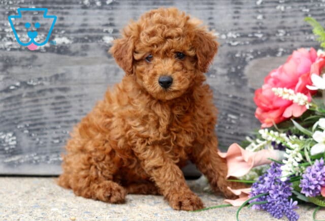Charming red Mini Poodle puppy with a dense curly coat sitting beside a vibrant floral arrangement, gazing gently at the camera against a rustic gray wooden background. image
