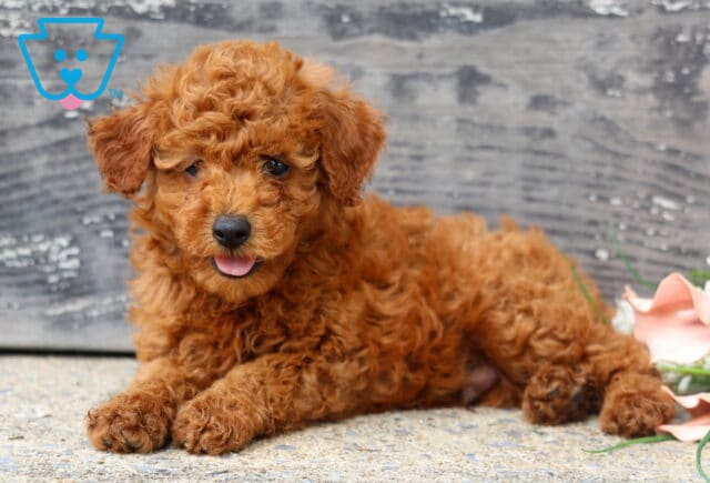 Playful red Mini Poodle puppy with a curly teddy bear coat lying on a stone surface, tongue peeking out as it relaxes in front of a weathered wooden backdrop with soft pastel flowers nearby. image