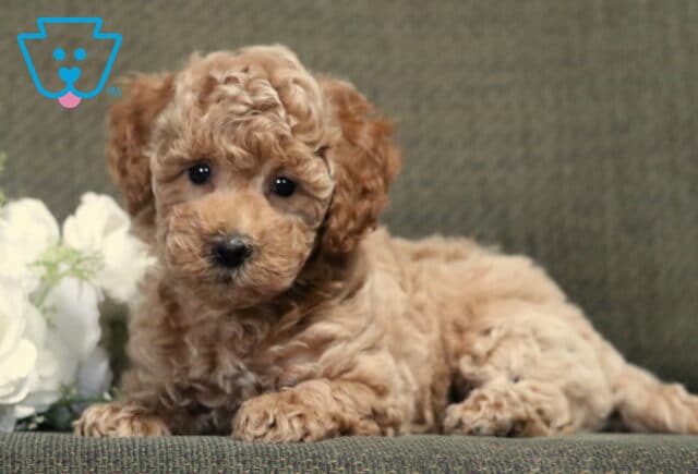 Apricot Bichpoo puppy with a soft curly coat lying on a gray couch beside white flowers, looking directly at the camera with sweet dark eyes. image