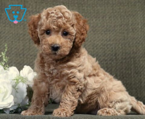 Curly apricot Bichpoo puppy sitting upright on a gray couch beside white roses, gazing at the camera with bright, expressive eyes and an alert, cuddly expression.