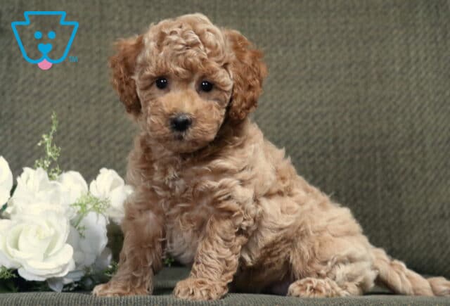 Curly apricot Bichpoo puppy sitting upright on a gray couch beside white roses, gazing at the camera with bright, expressive eyes and an alert, cuddly expression. image