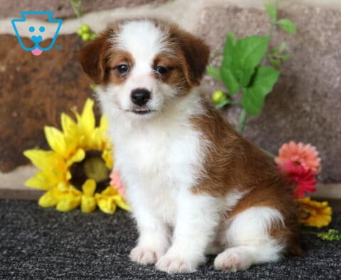 Honey Corgi Mix