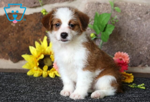 Honey Corgi Mix image
