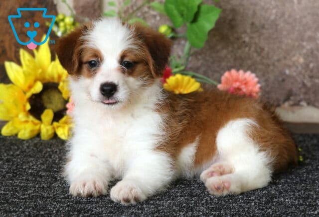 Honey Corgi Mix2 image