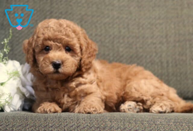 Sweet apricot Bichpoo puppy with a fluffy curly coat lying on a gray couch beside white roses, looking directly at the camera with bright eyes and an irresistibly cuddly expression. image