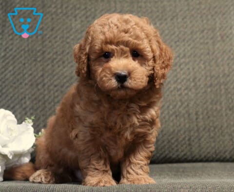 Adorable apricot Bichpoo puppy sitting upright on a gray couch beside white roses, showing off a soft curly coat, expressive dark eyes, and a calm, cuddly personality.
