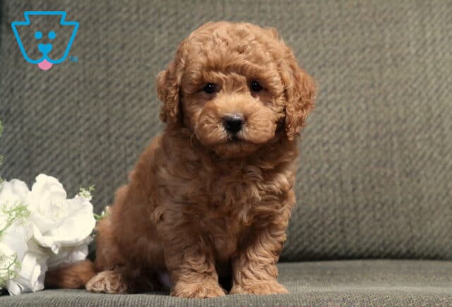 Adorable apricot Bichpoo puppy sitting upright on a gray couch beside white roses, showing off a soft curly coat, expressive dark eyes, and a calm, cuddly personality. image