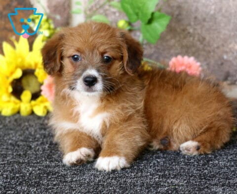 Hudson Corgi Mix