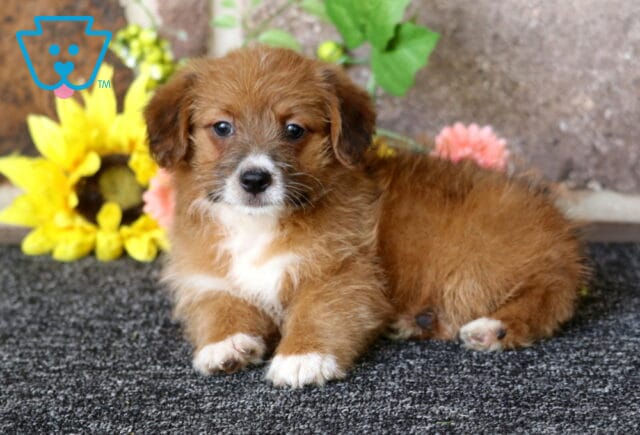 Hudson Corgi Mix image