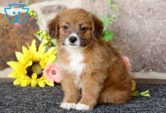 Hudson Corgi Mix2 image