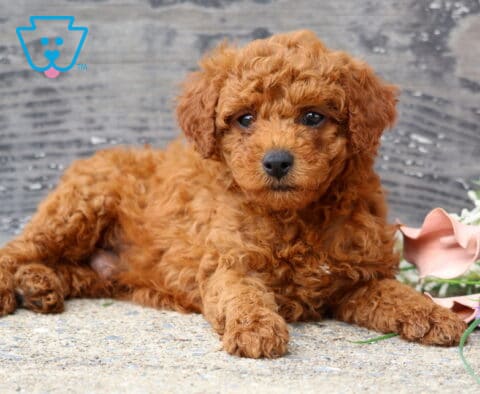 Adorable red Mini Poodle puppy with a soft curly coat relaxing on a stone surface beside colorful flowers, looking attentively at the camera against a rustic wooden backdrop.