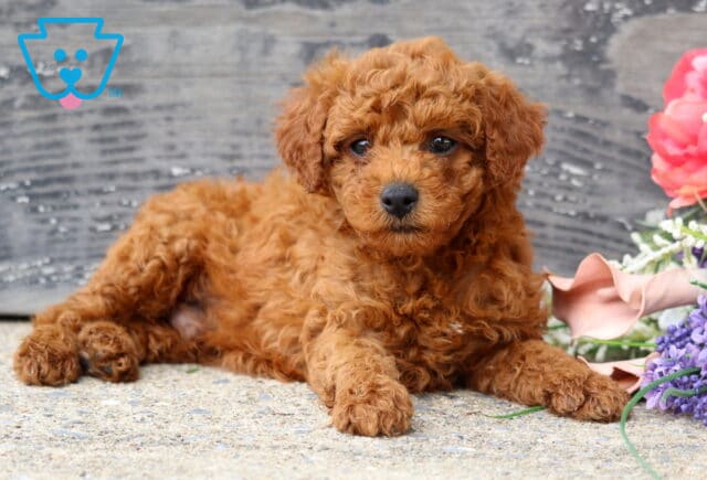 Adorable red Mini Poodle puppy with a soft curly coat relaxing on a stone surface beside colorful flowers, looking attentively at the camera against a rustic wooden backdrop. image