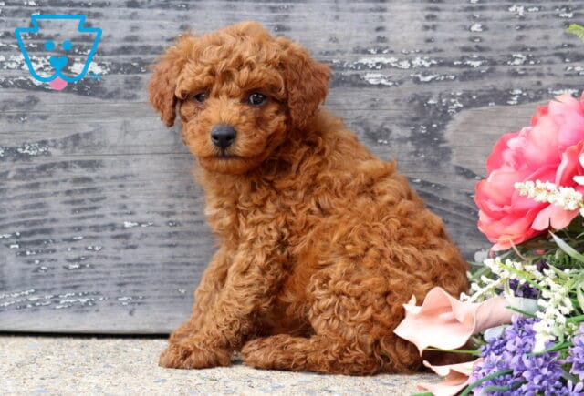 Beautiful apricot Mini Poodle puppy with a fluffy curly coat sitting beside a colorful bouquet of pink and purple flowers, posing sweetly against a weathered wood backdrop. image