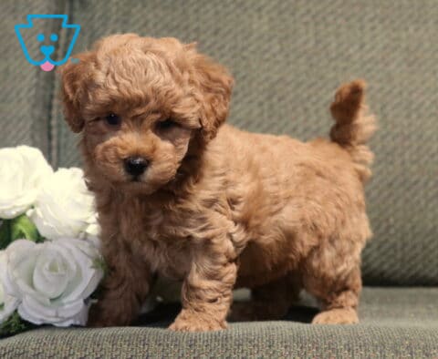 Curious apricot Bichpoo puppy standing on a gray couch beside white roses, showing off its fluffy curly coat and wagging tail while looking sweetly toward the camera.