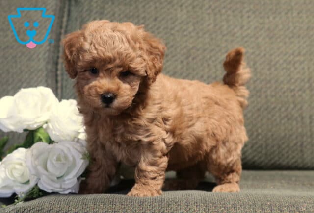 Curious apricot Bichpoo puppy standing on a gray couch beside white roses, showing off its fluffy curly coat and wagging tail while looking sweetly toward the camera. image